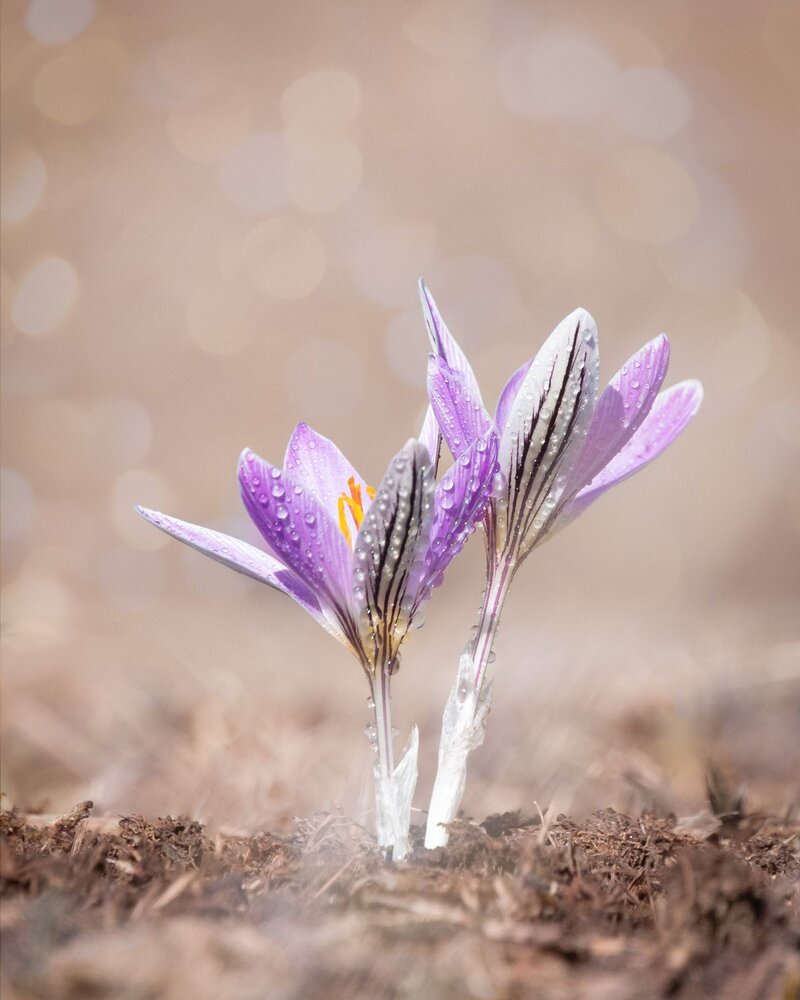 Photograph by Tatiana Alieva