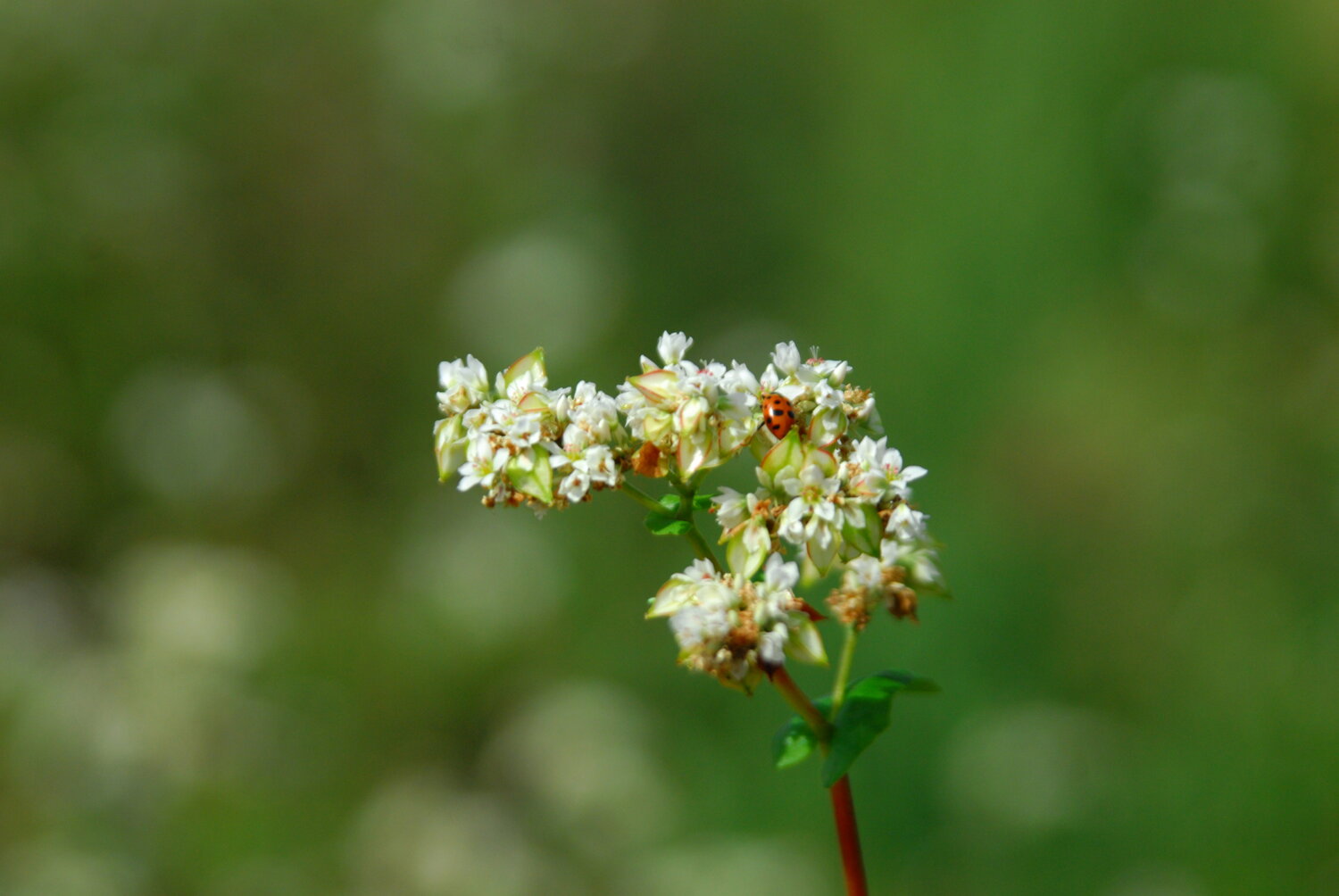 Photo #13912664