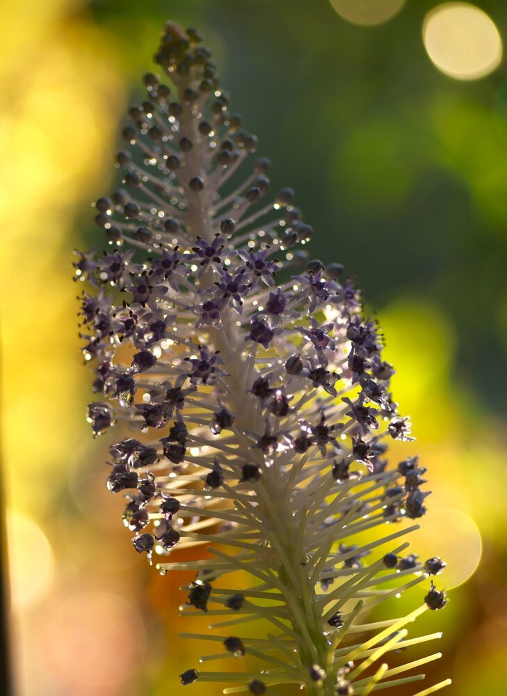 Photograph by Merav Zuberman Perkal