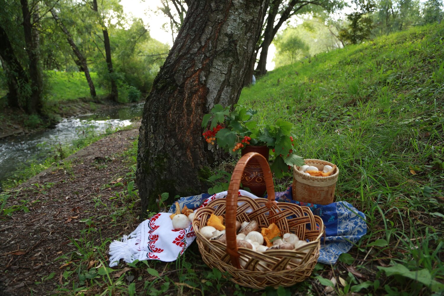 Шампиньоны и лисички из лесу.