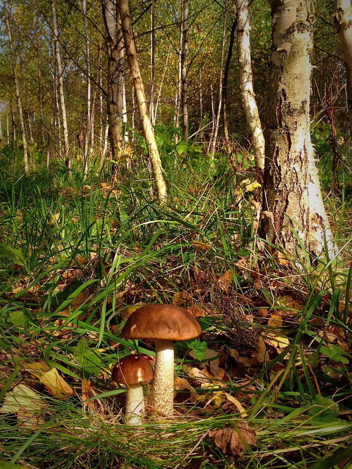 Photo #13912803