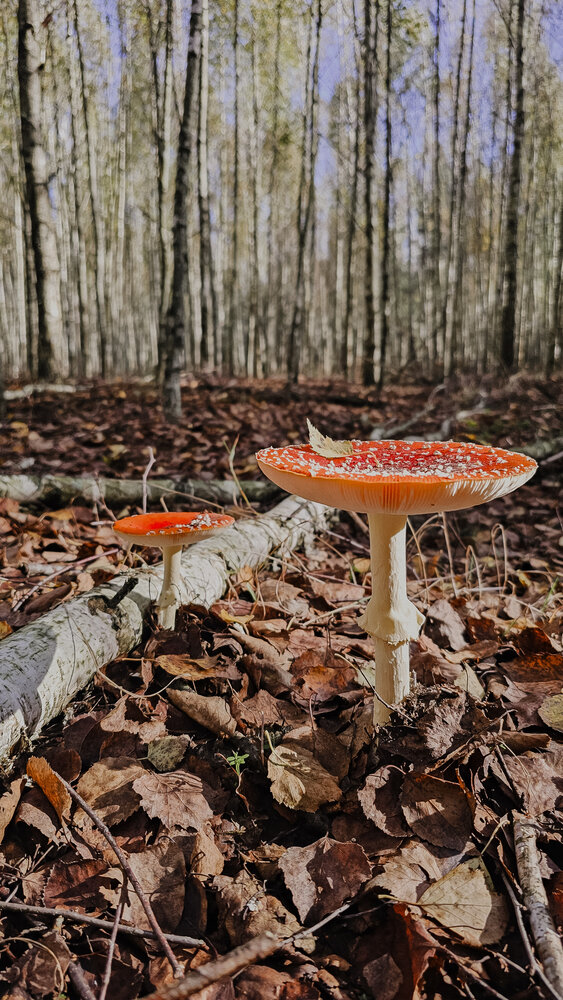 Фотография автора Елена Глинская