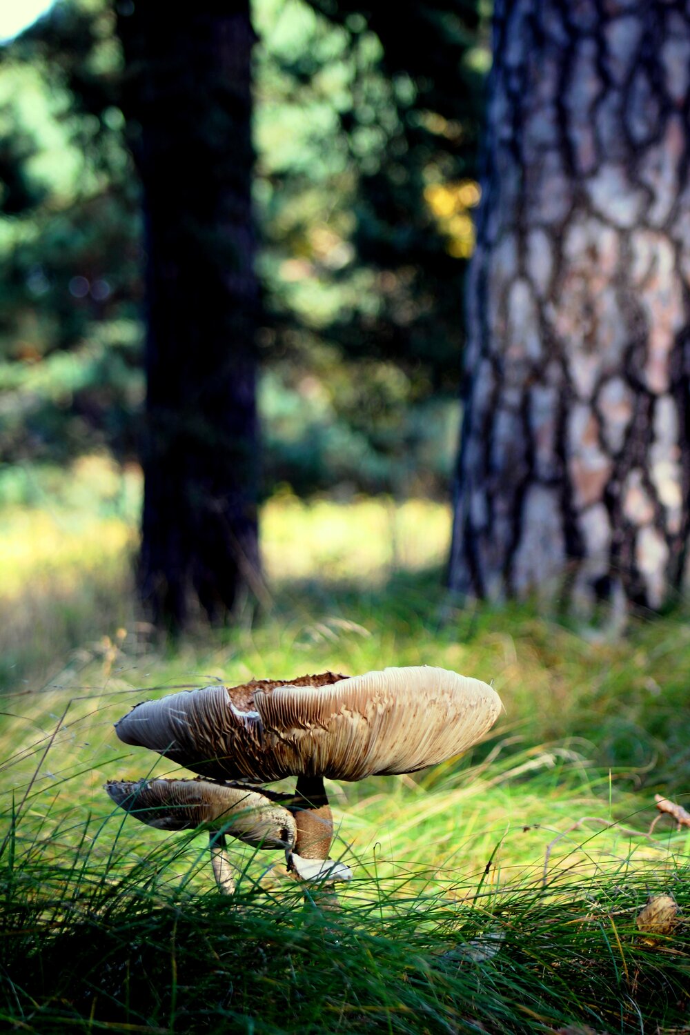 Photo #13912944
