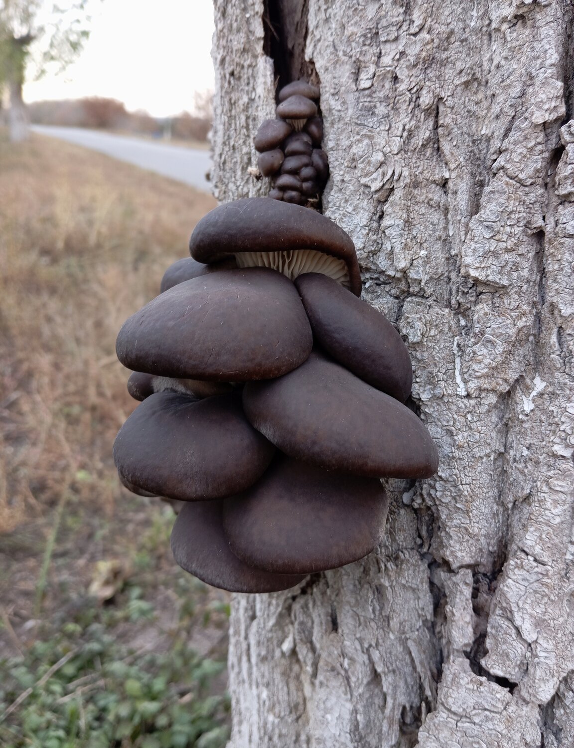 Photo #13912984