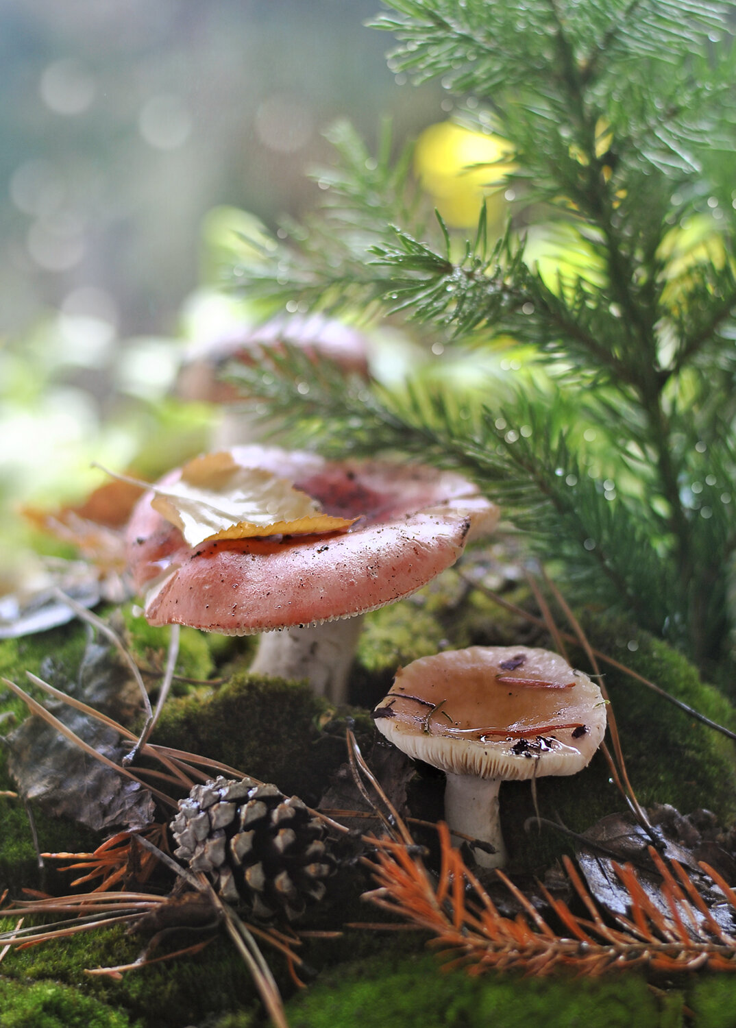 Photo #13913006