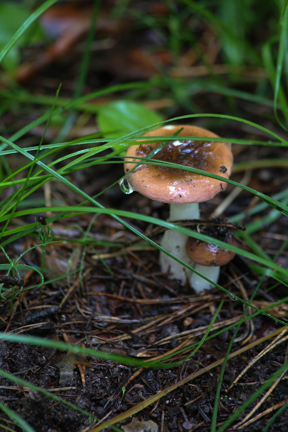 Photo #13913038
