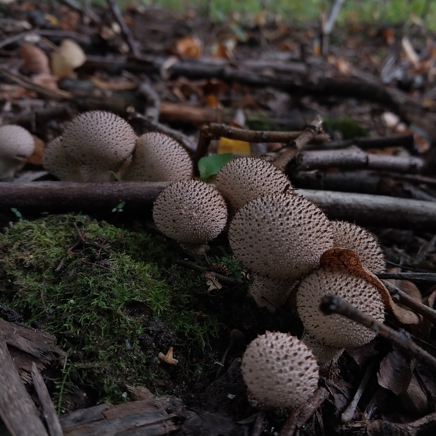 Photo #13913060