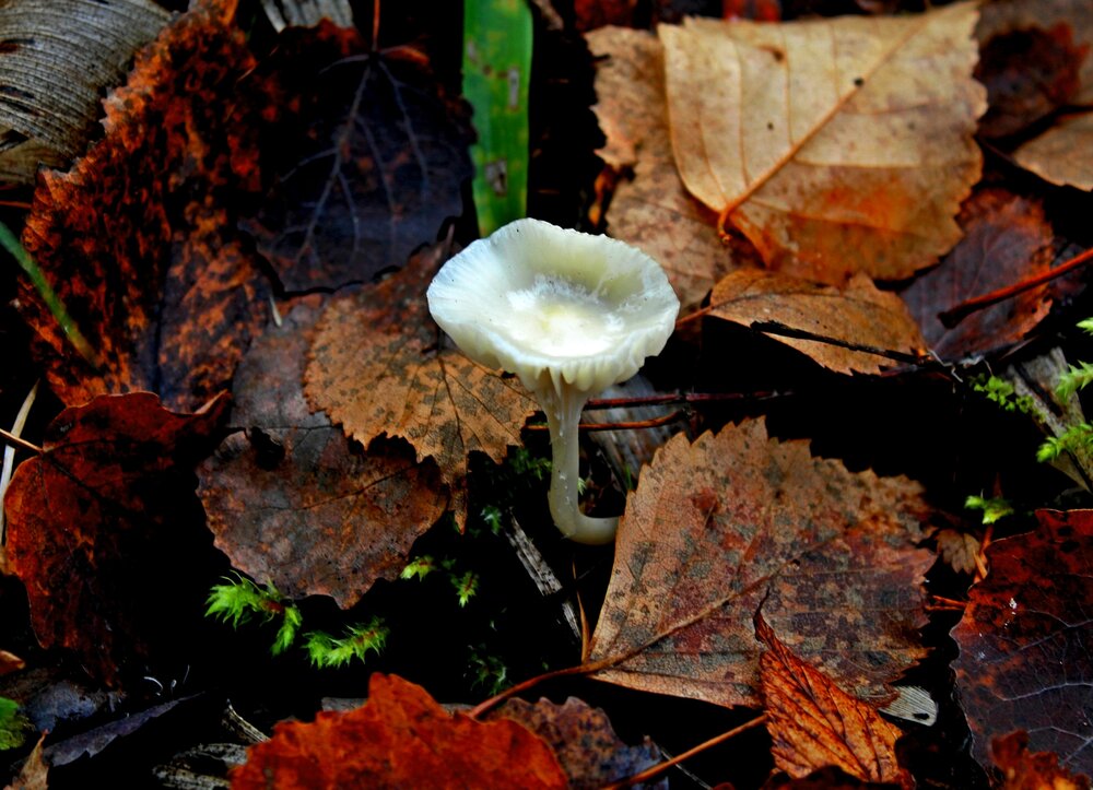 Photograph by Юлия Иванова