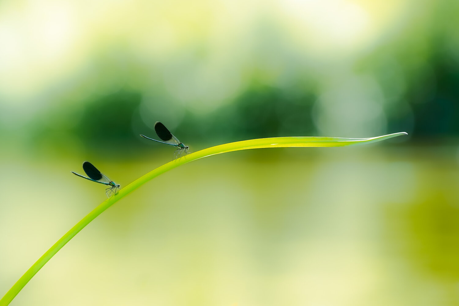 Photo #13913206