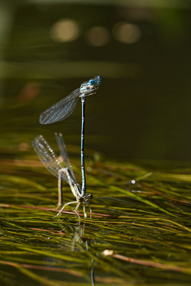 Photograph by Сергей Забиякин