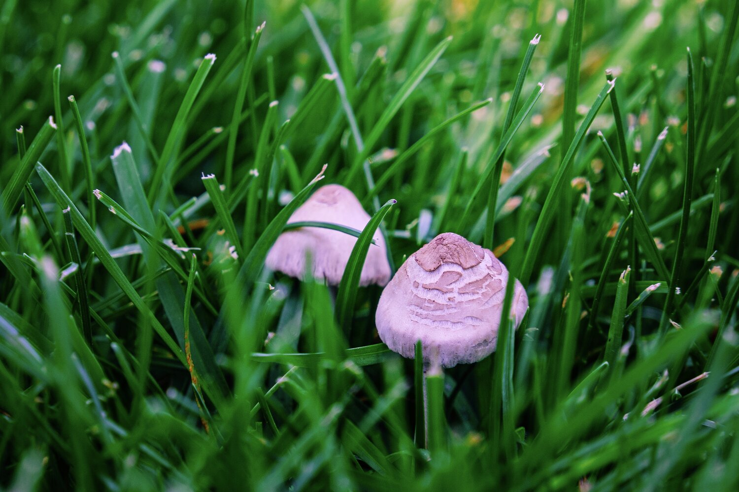 Photo #13913252