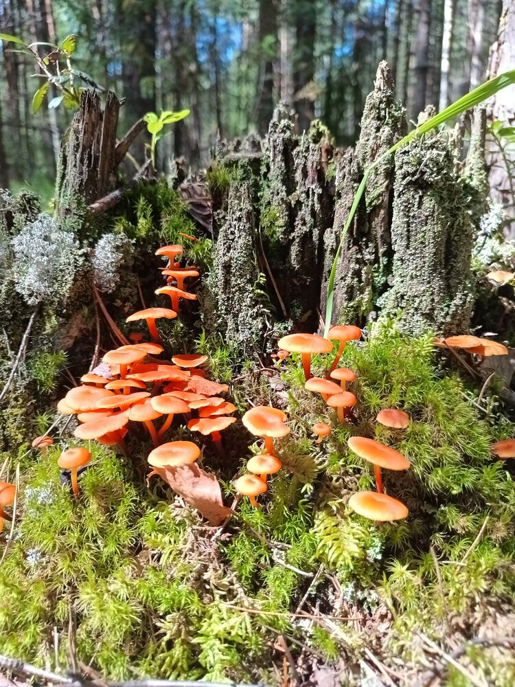 Photograph by Сергей Забиякин