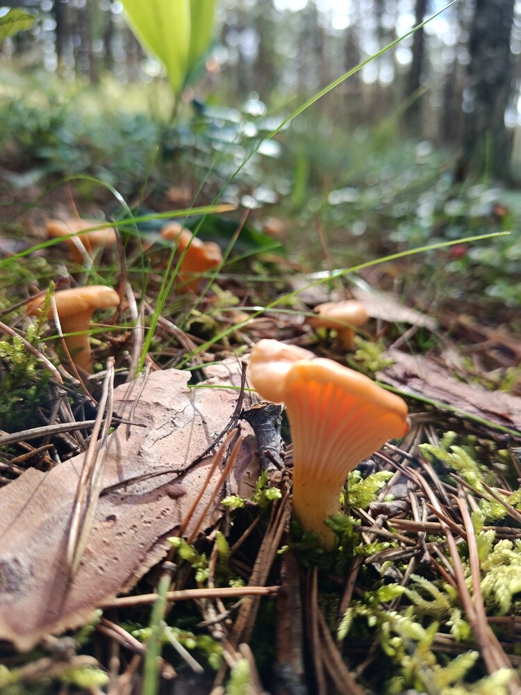 Photograph by Ольга Пашкова