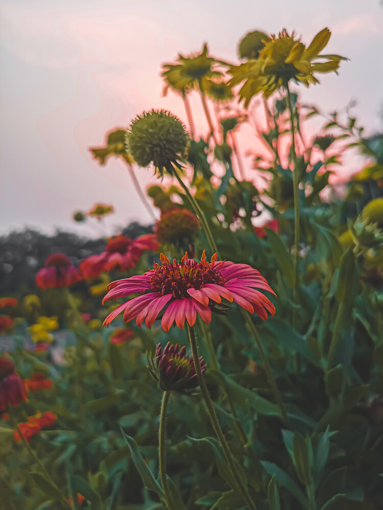 Photograph by Aman P Ayush