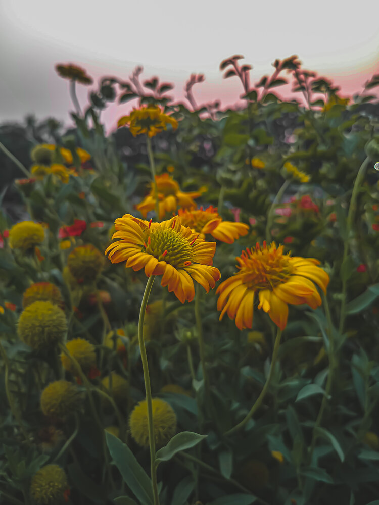 Photograph by Aman P Ayush