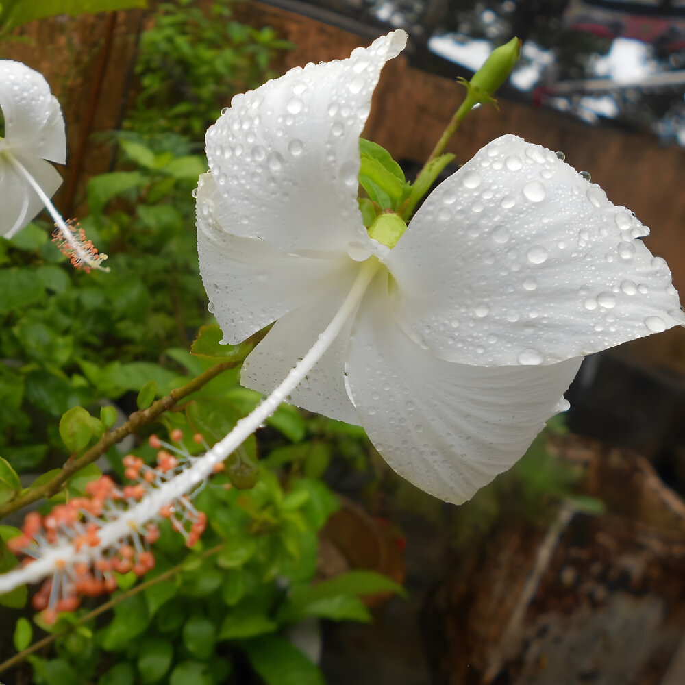 Photograph by SOUTAM PAL
