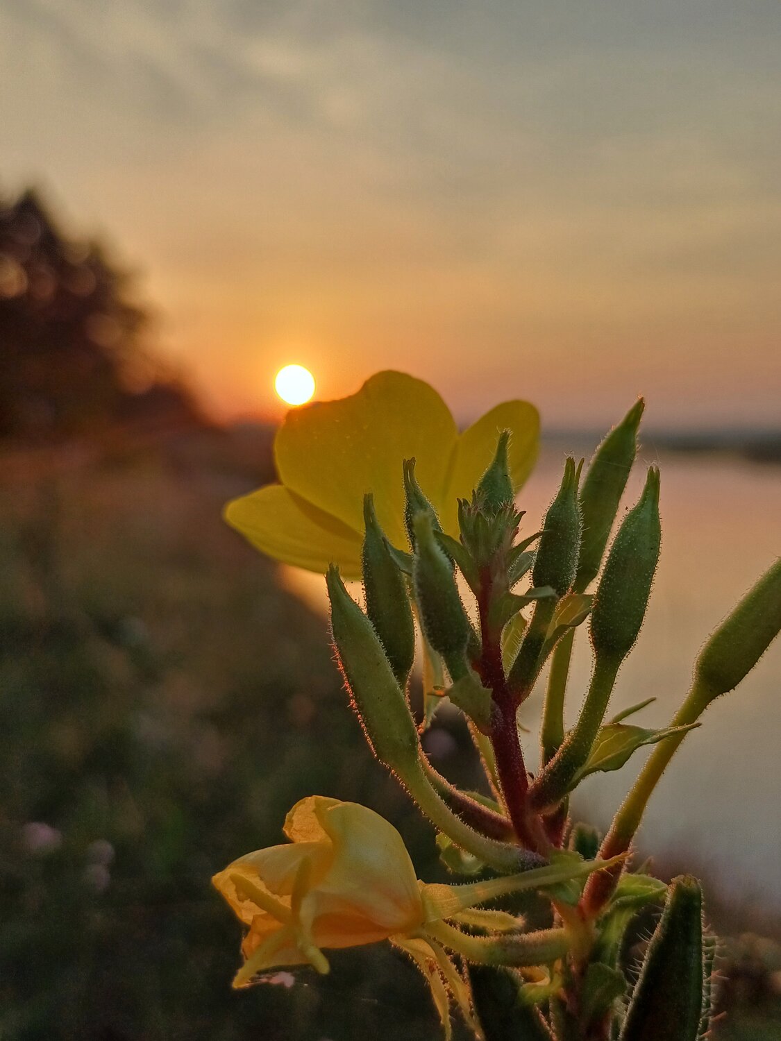 Photo #13913622