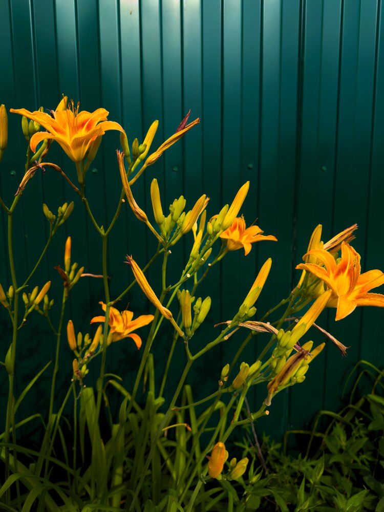 Photograph by Галина Шиманцова