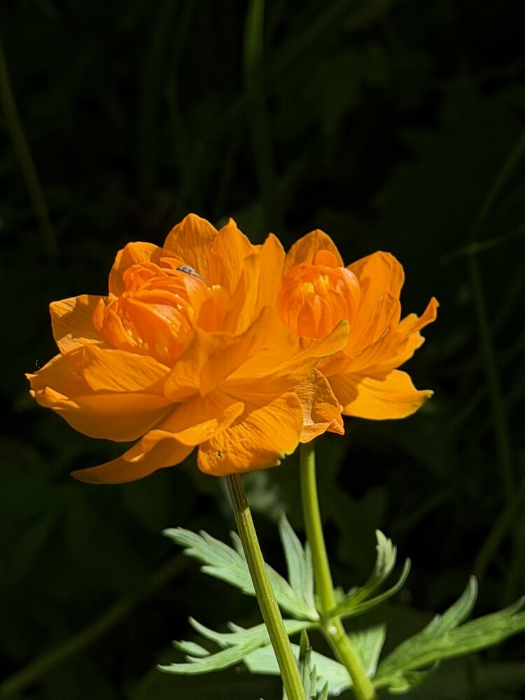 Photograph by Галина Шиманцова