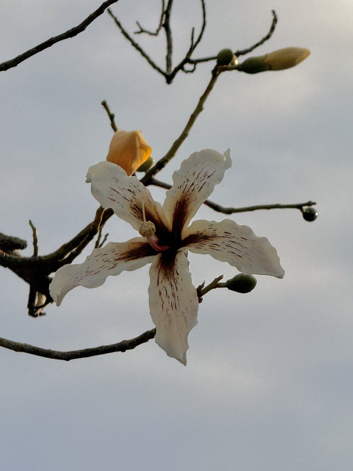 Photo #13913665