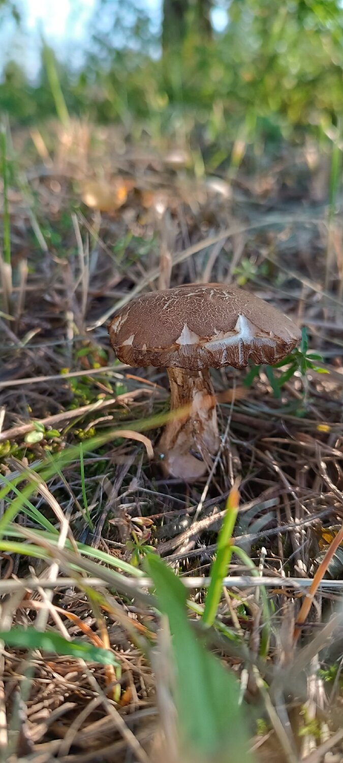 маленький грибочек