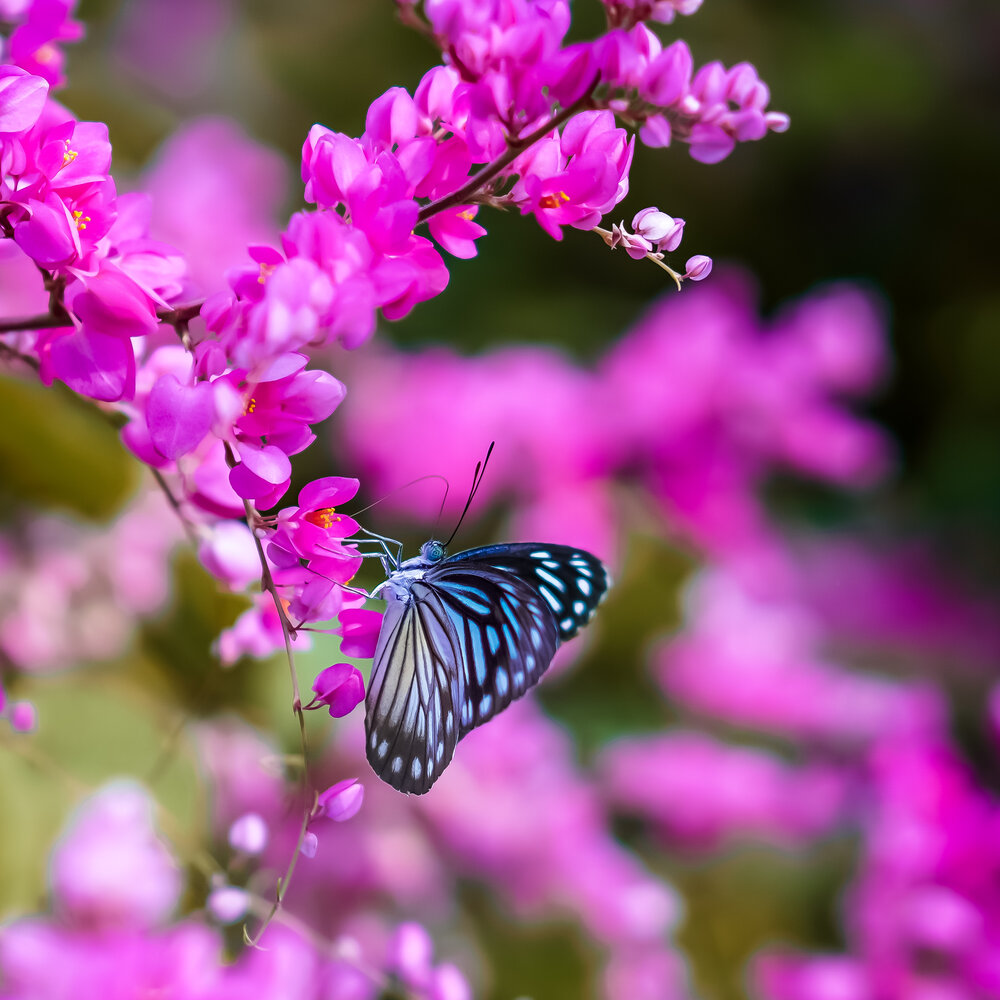 Photograph by PRITAM PHOTOGRAPHY
