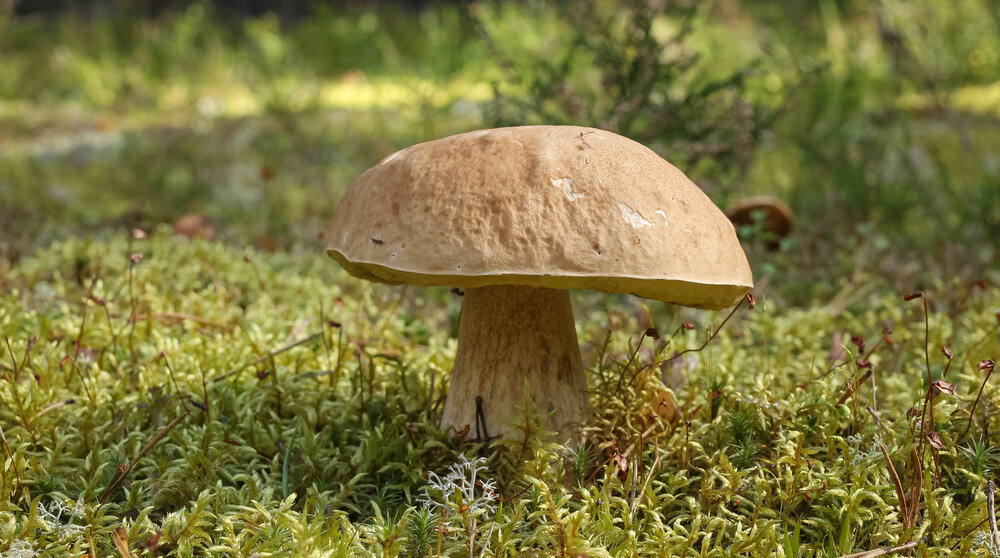 A big white mushroom