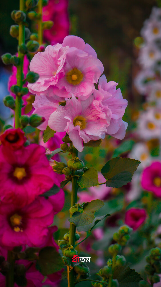 Photograph by PRITAM PHOTOGRAPHY
