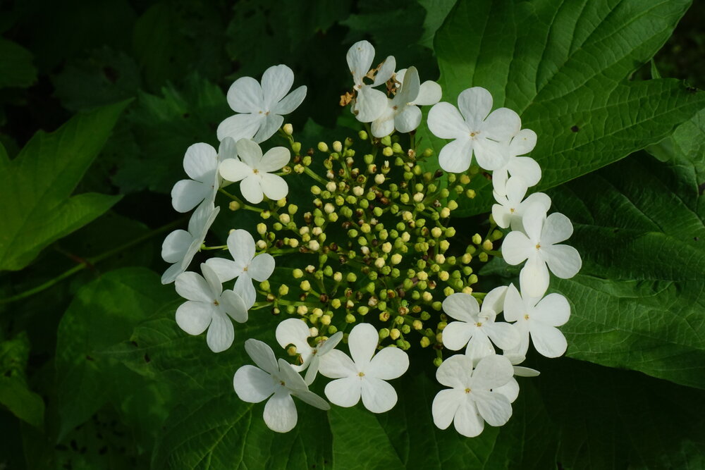 Photograph by Виктория Бабаджанова