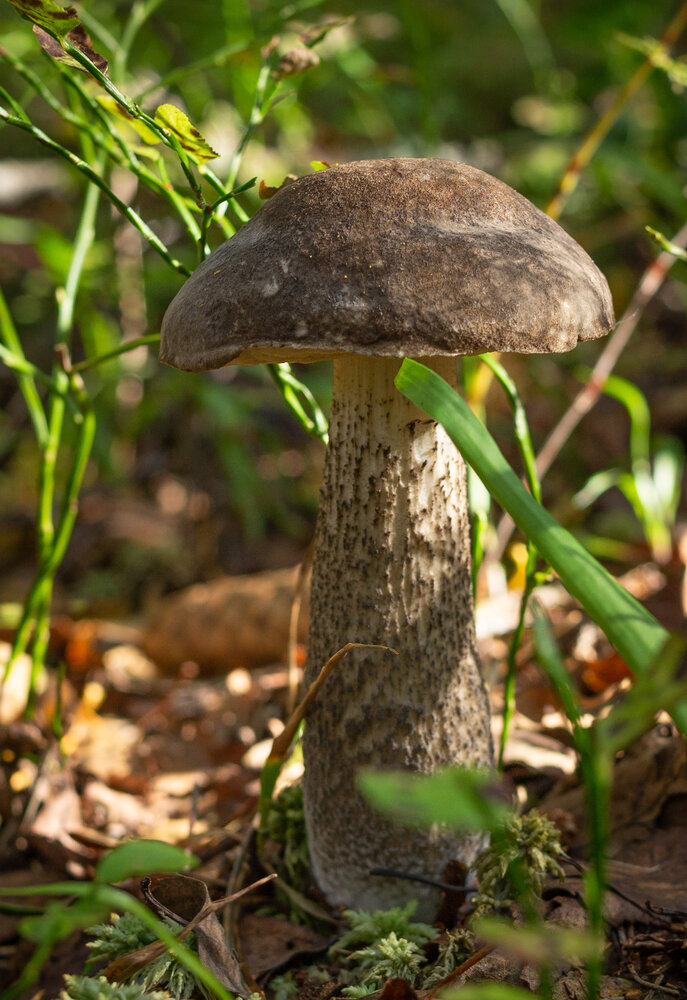 A birch‑bark mushroom with a long stem in the shade