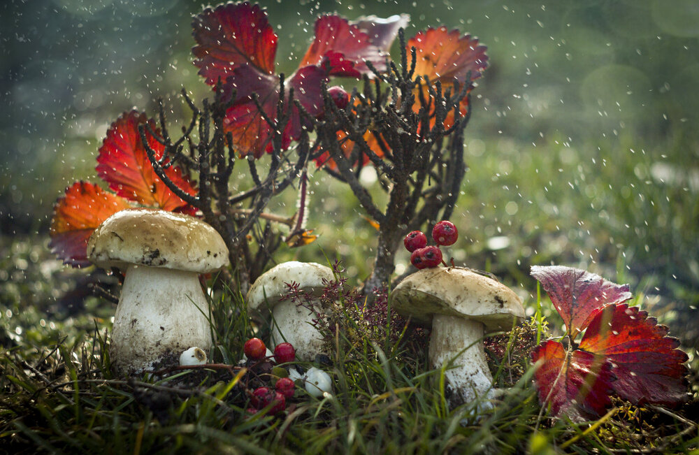 Photograph by Зимина Лионелла