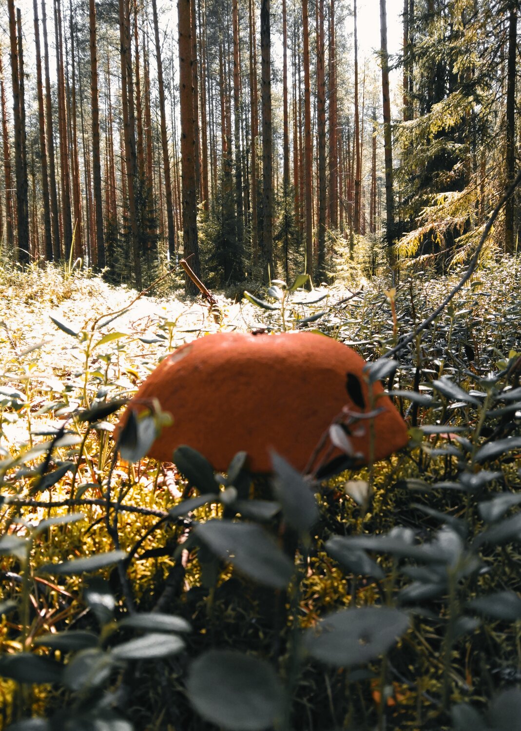 Photo #13913902