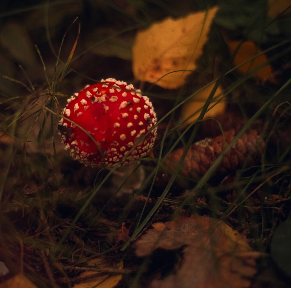 Photograph by Полина Шулятьева
