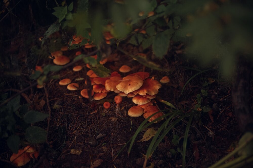 Photograph by Полина Шулятьева