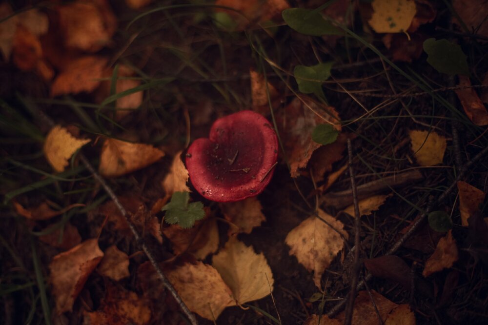 Photograph by Полина Шулятьева