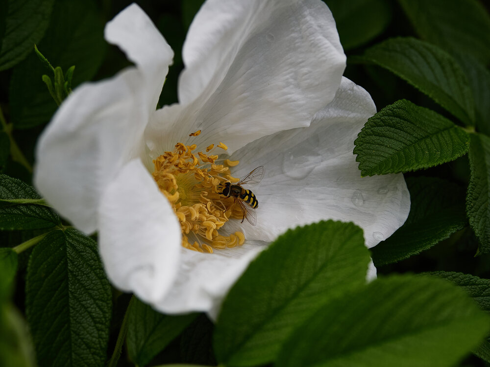 Photograph by Дима Шарапов