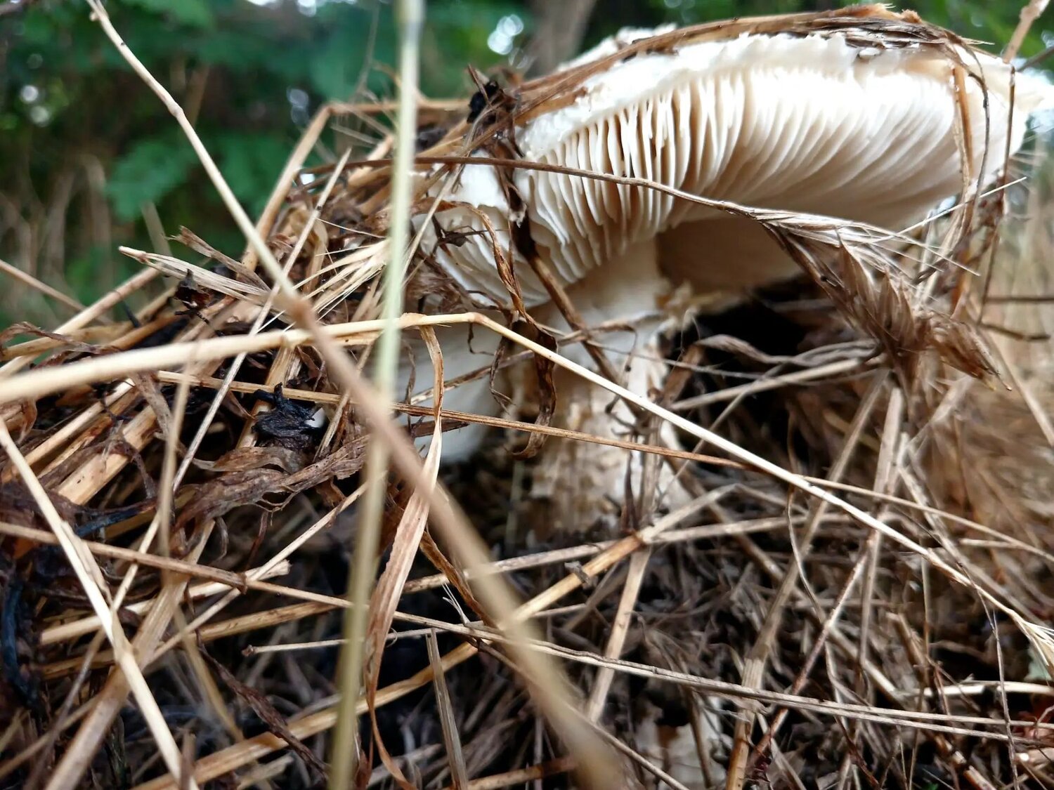 Photo #13914073