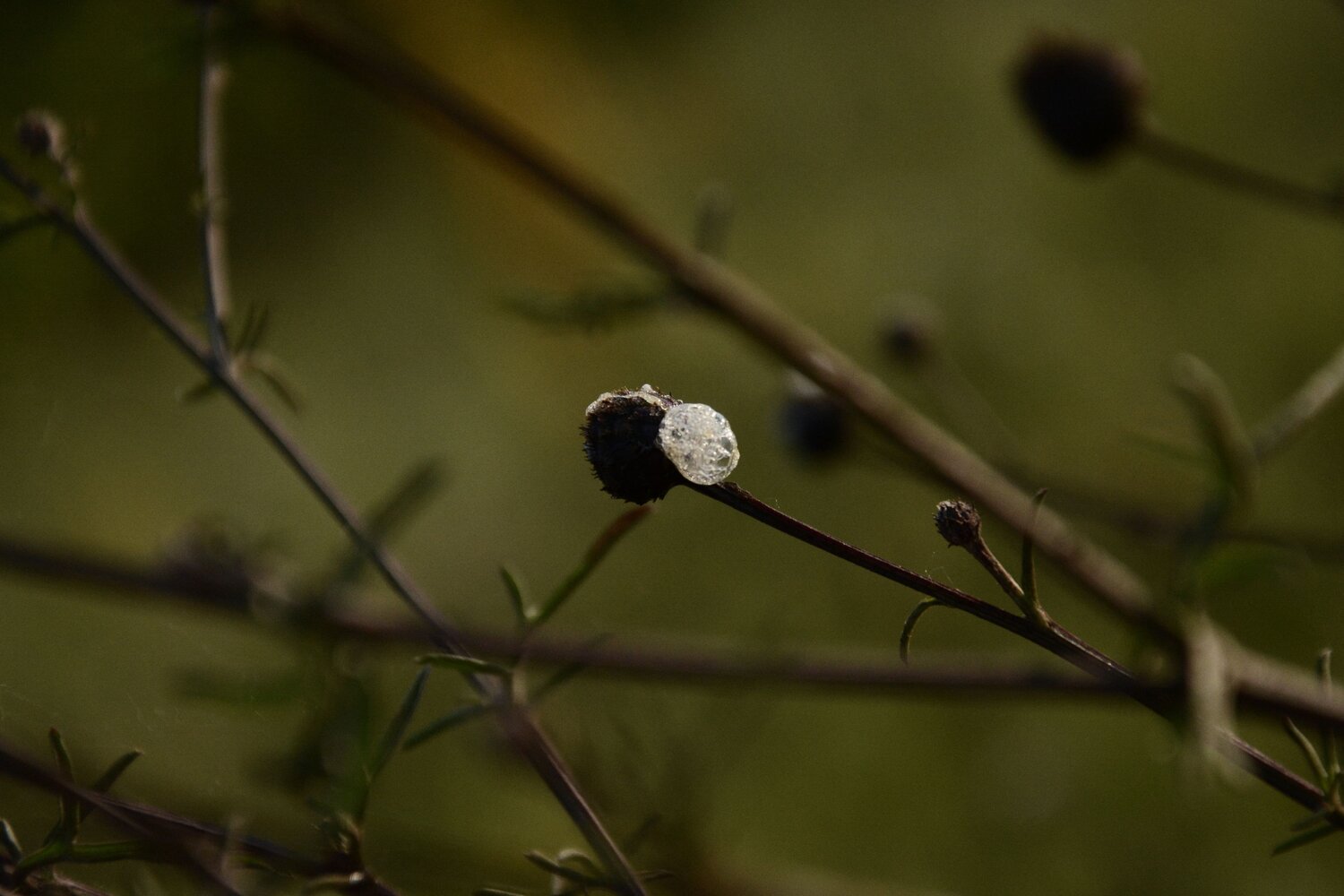 Photo #13914098