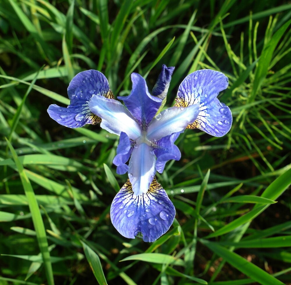 Photograph by Елена Гуляева