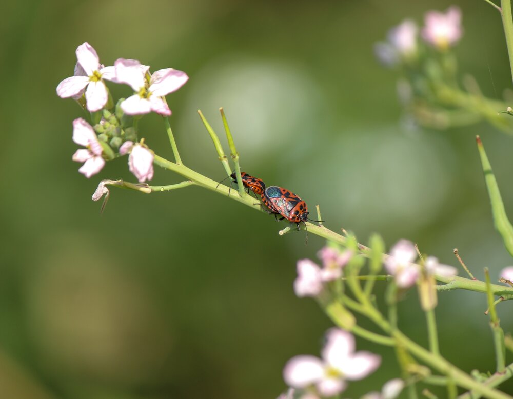 Photograph by Ирина Дмитриенко