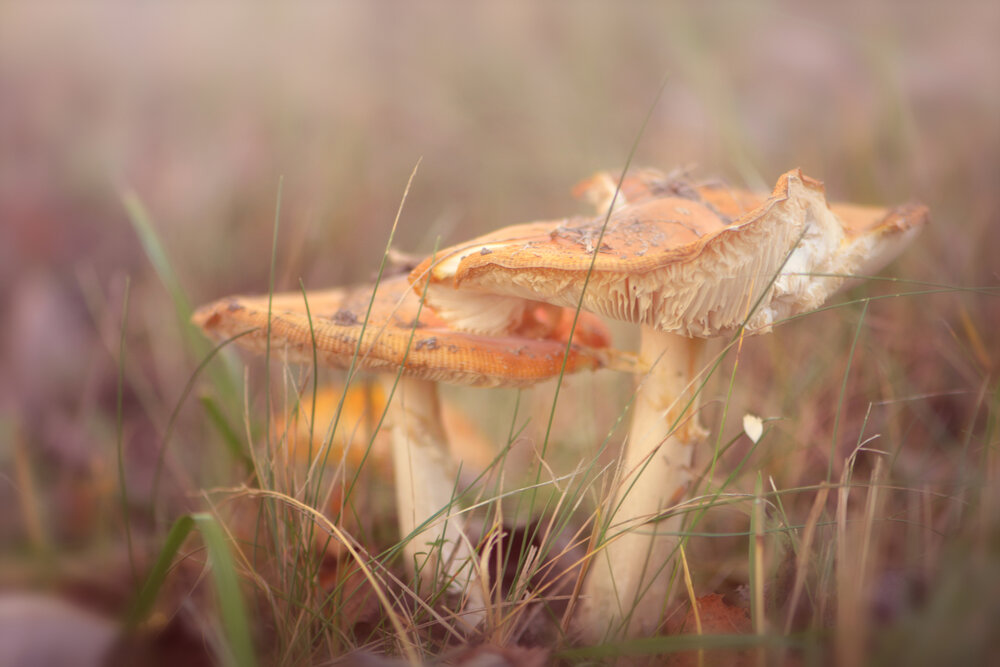 Photograph by Виктория Кос