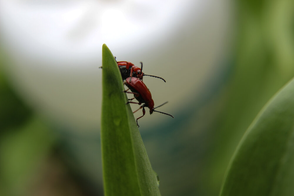 Photograph by Ирина Дмитриенко