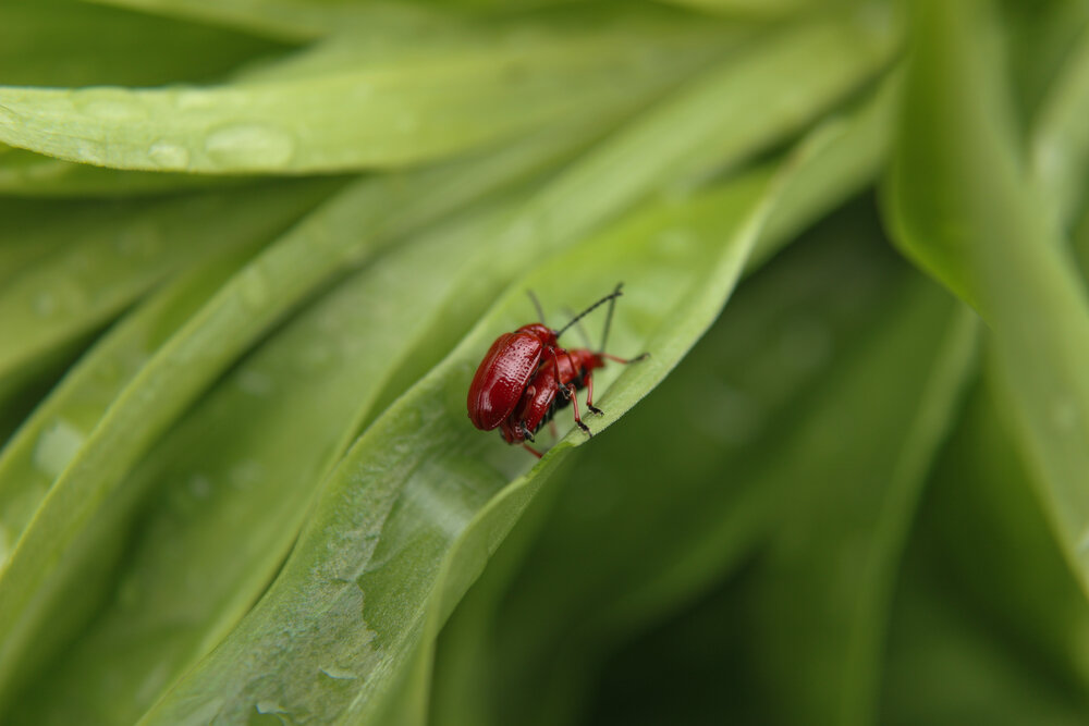 Photograph by Ирина Дмитриенко
