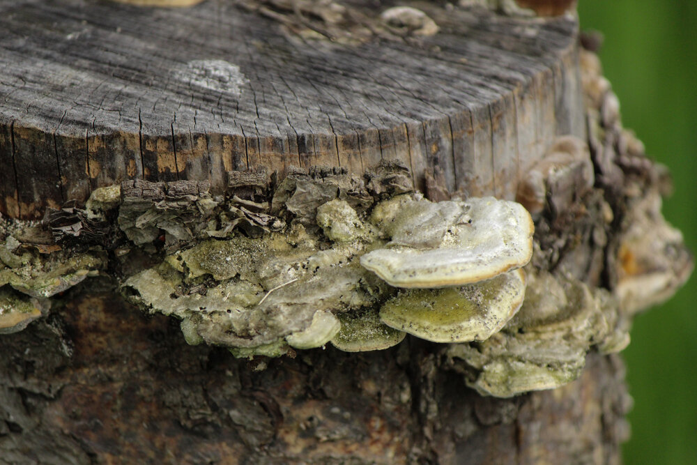 Photograph by Ирина Дмитриенко