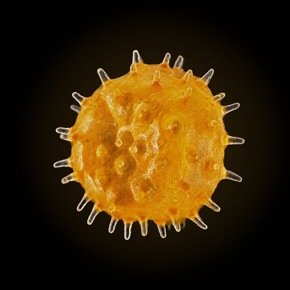 Hibiscus pollen, 50× magnification