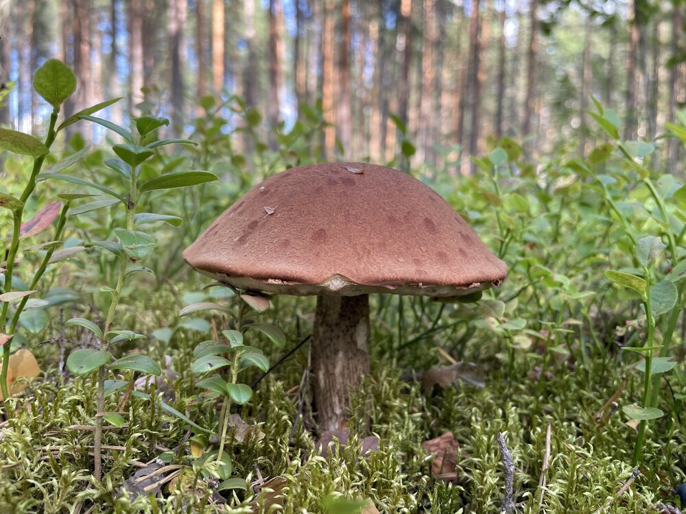 Photograph by Виктория Кос