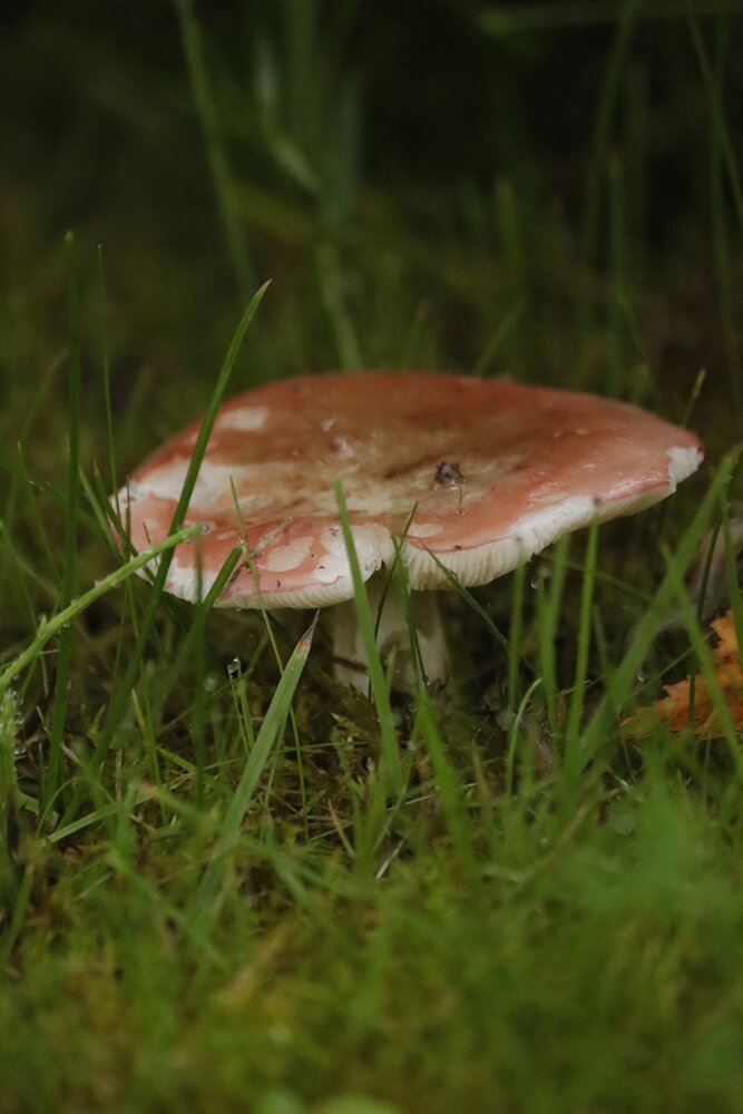 Photograph by Екатерина Александровна