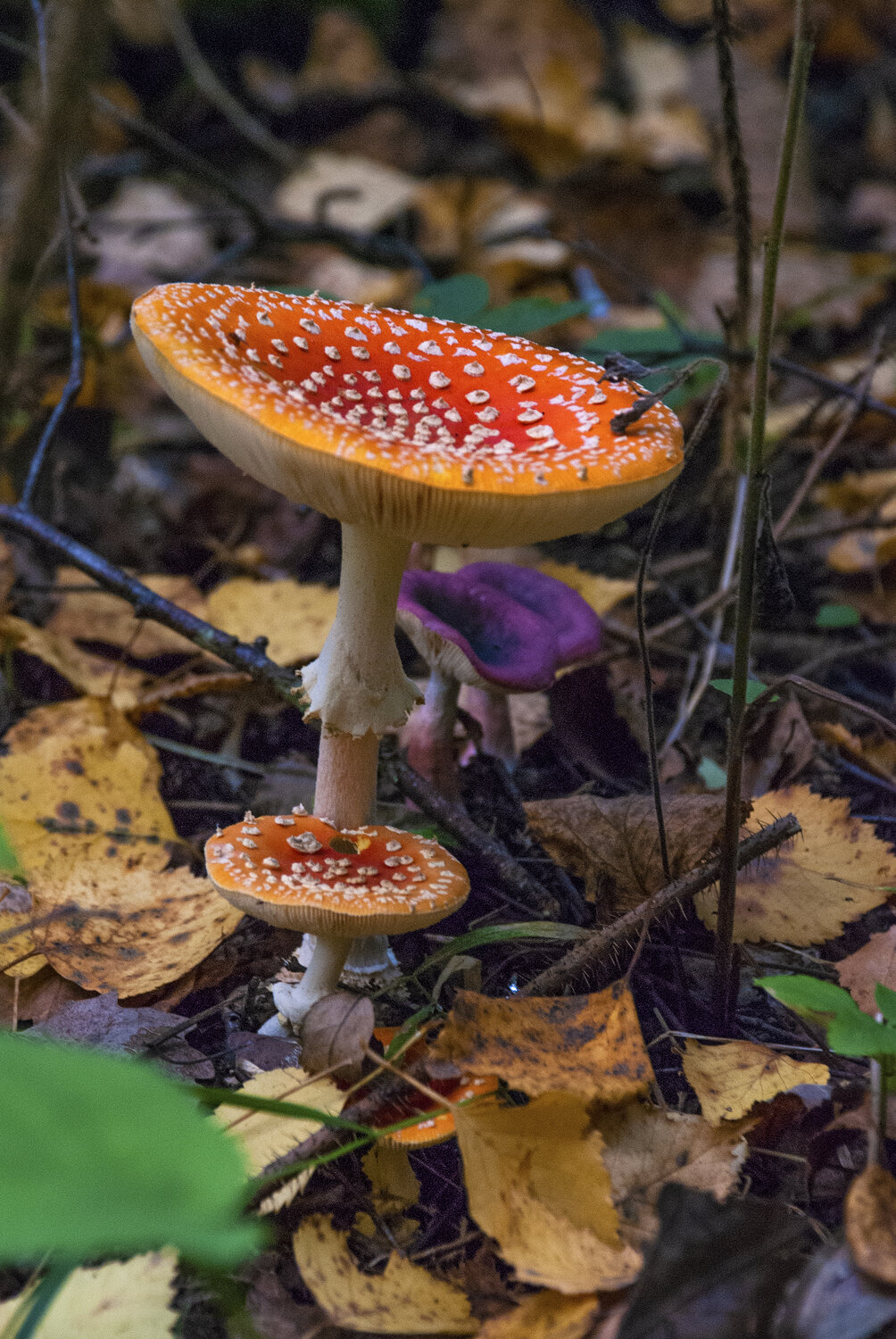 Photo #13914252