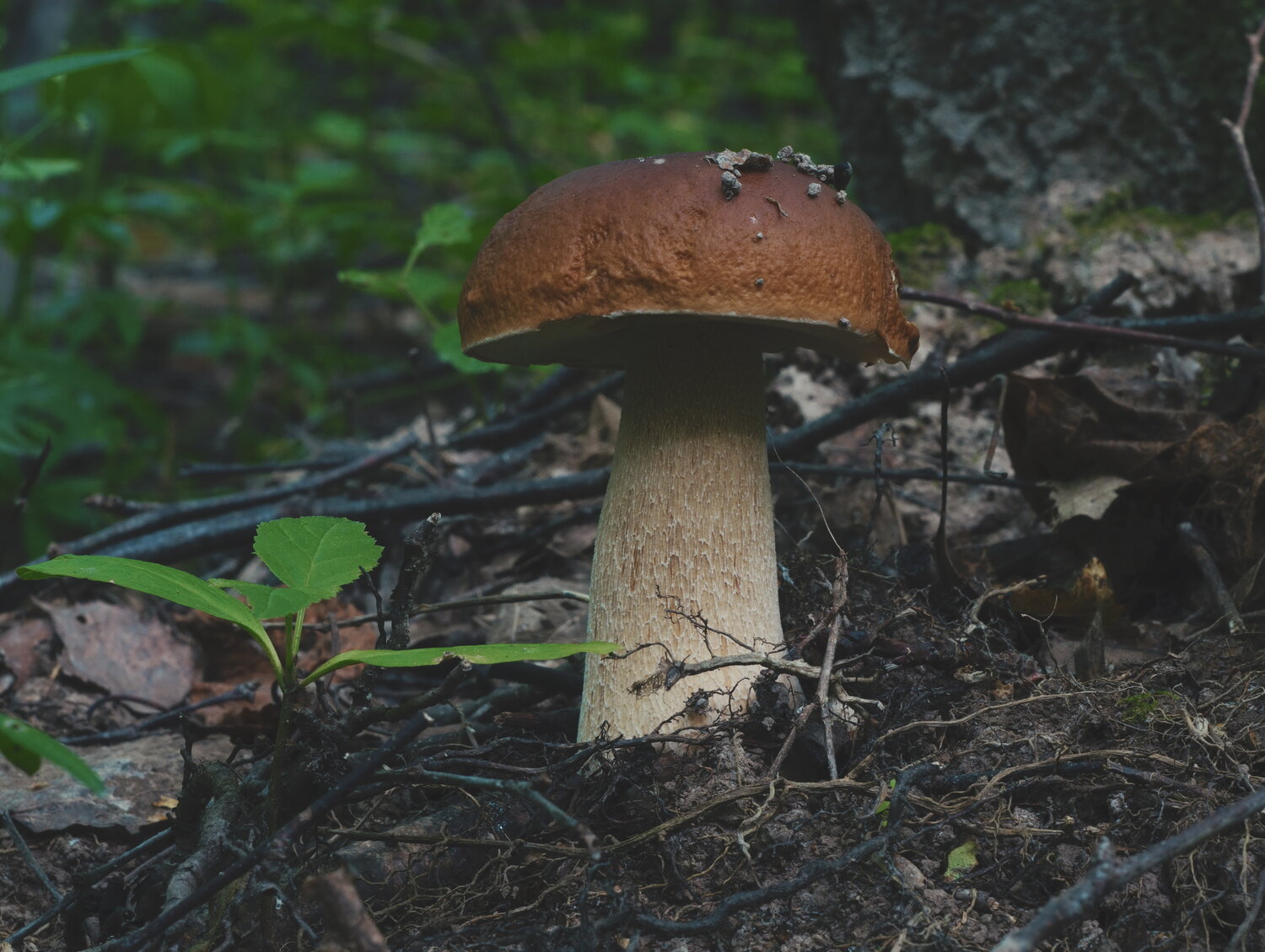 Photo #13914282