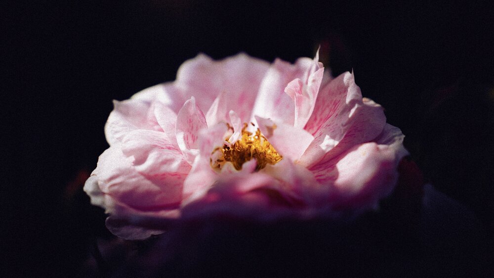 Photograph by Misha Bondarev